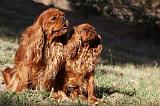 CAVALIER KING CHARLES & KING CHARLES 036